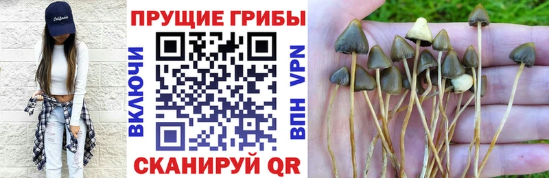 Псилоцибиновые грибы Psilocybe нарко площадка как зайти Чернушка